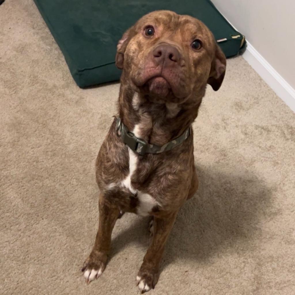 Enlarge Scoob, a Adoptable Pit Bull Terrier in Lynchburg, VA image 3/4