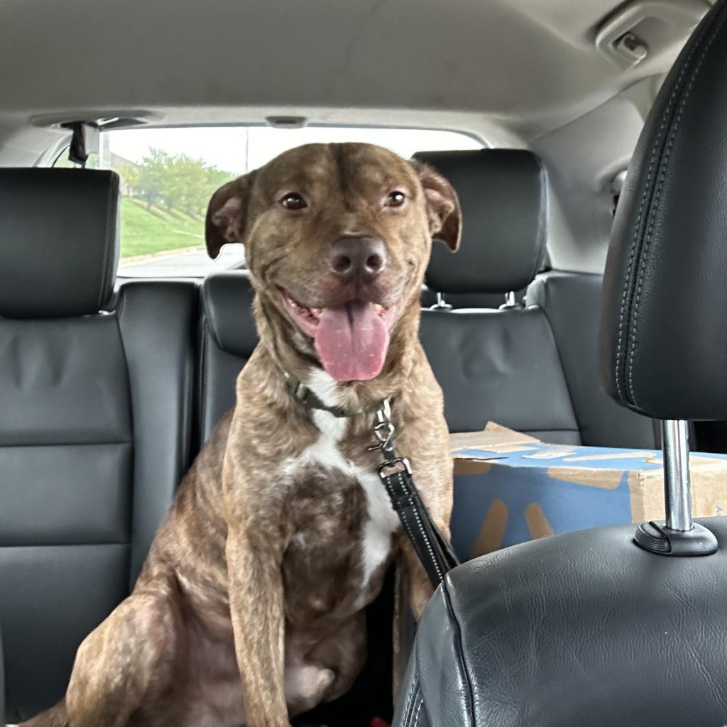 Enlarge Scoob, a Adoptable Pit Bull Terrier in Lynchburg, VA image 4/4
