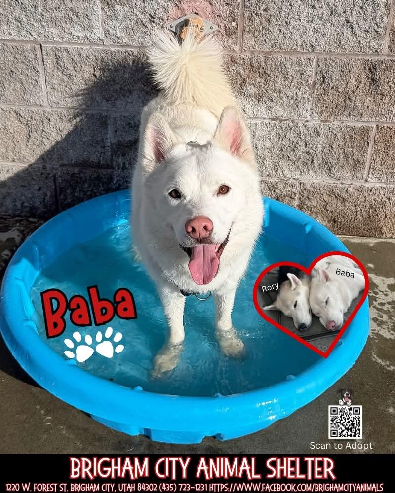 Enlarge Baba, a ADOPTABLE Husky in Brigham City, UT image 1/1