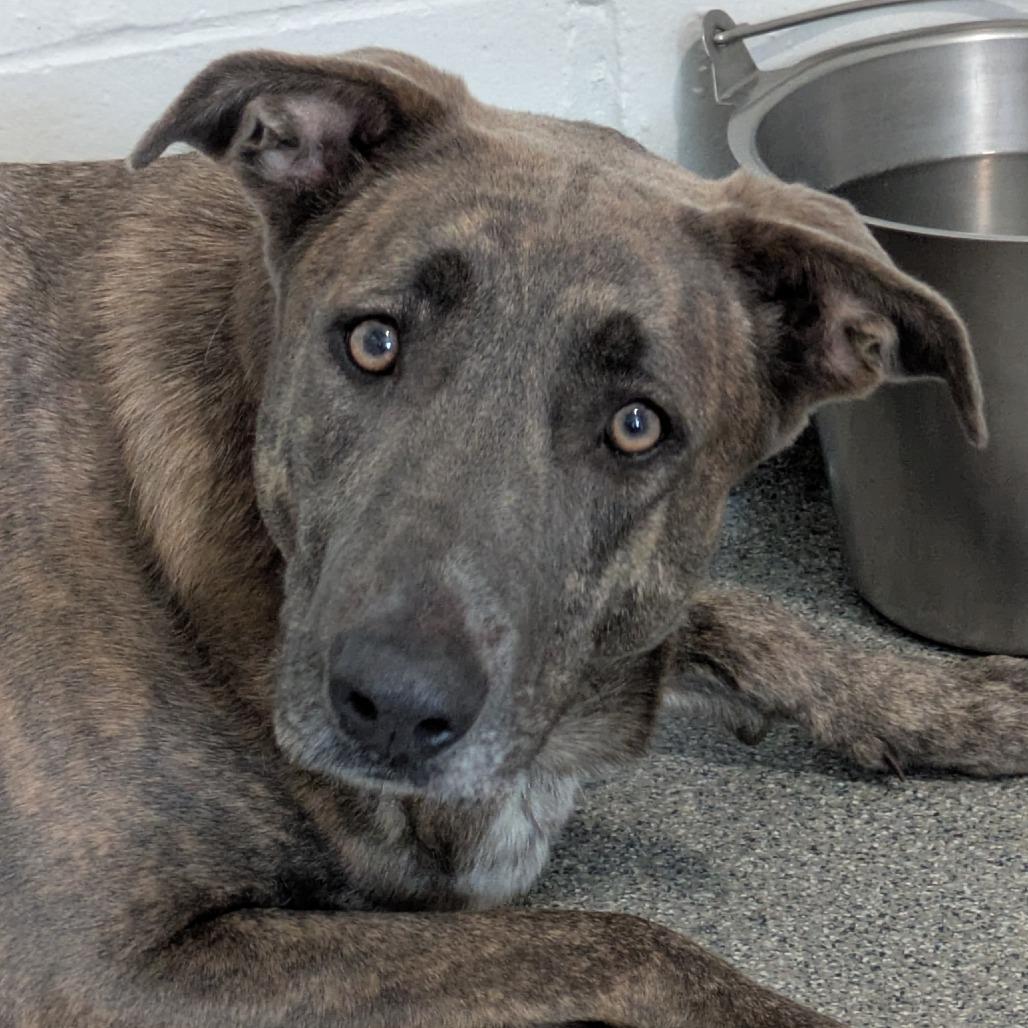 Enlarge Xaria, a Adoptable Mixed Breed in Kennebunk, ME image 1/4