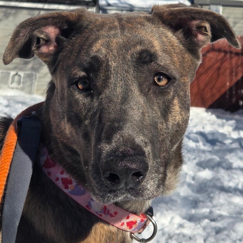 Enlarge Xaria, a Adoptable Mixed Breed in Kennebunk, ME image 3/4