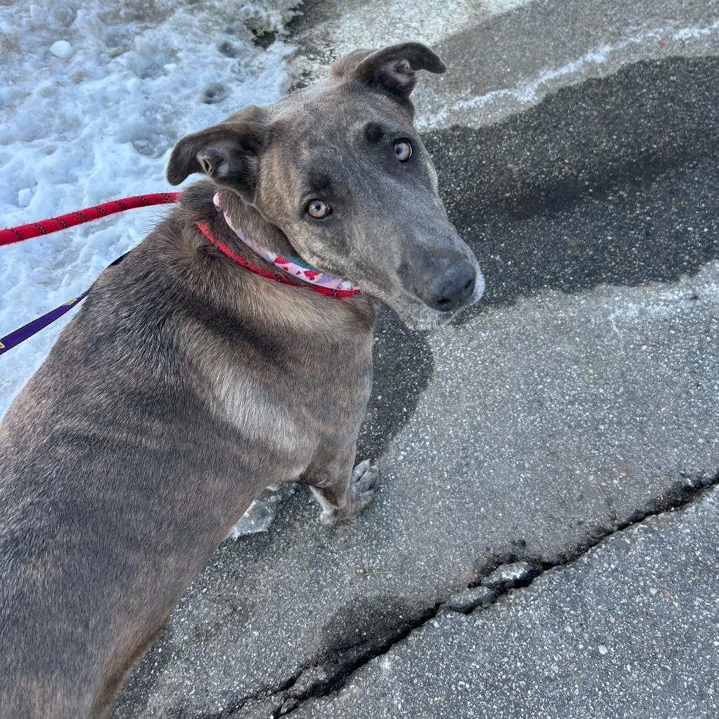 Enlarge Xaria, a Adoptable Mixed Breed in Kennebunk, ME image 4/4