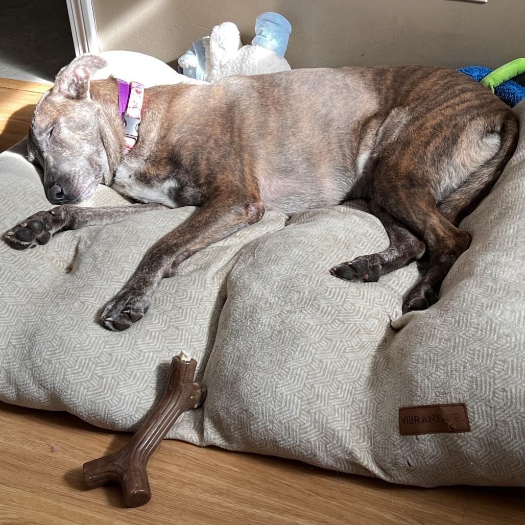 Enlarge Xaria *Avail by Appt*, a Adoptable Mixed Breed in Kennebunk, ME image 6/6