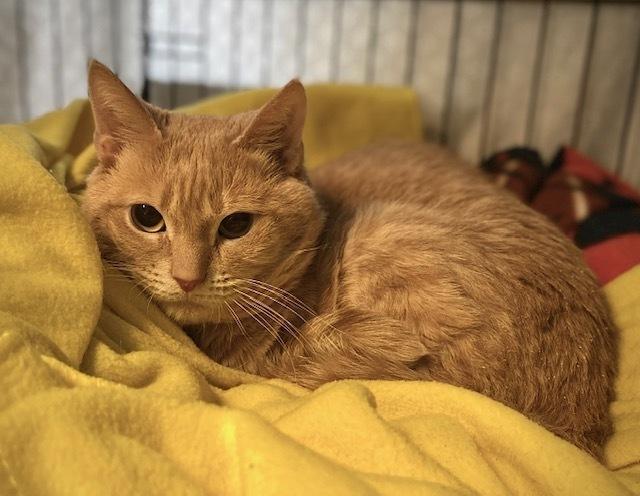 Pudo, Adoptable, Adult Male Domestic Short Hair.