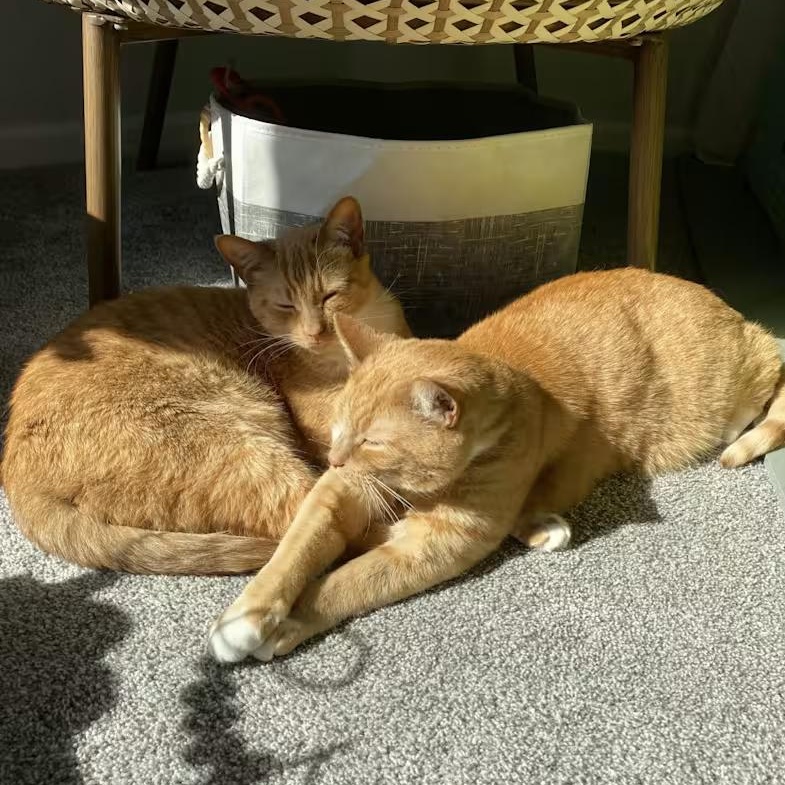 Enlarge Bobo - Bonded w/Cheeto, a ADOPTABLE Domestic Short Hair in Rockford, MI image 5/6