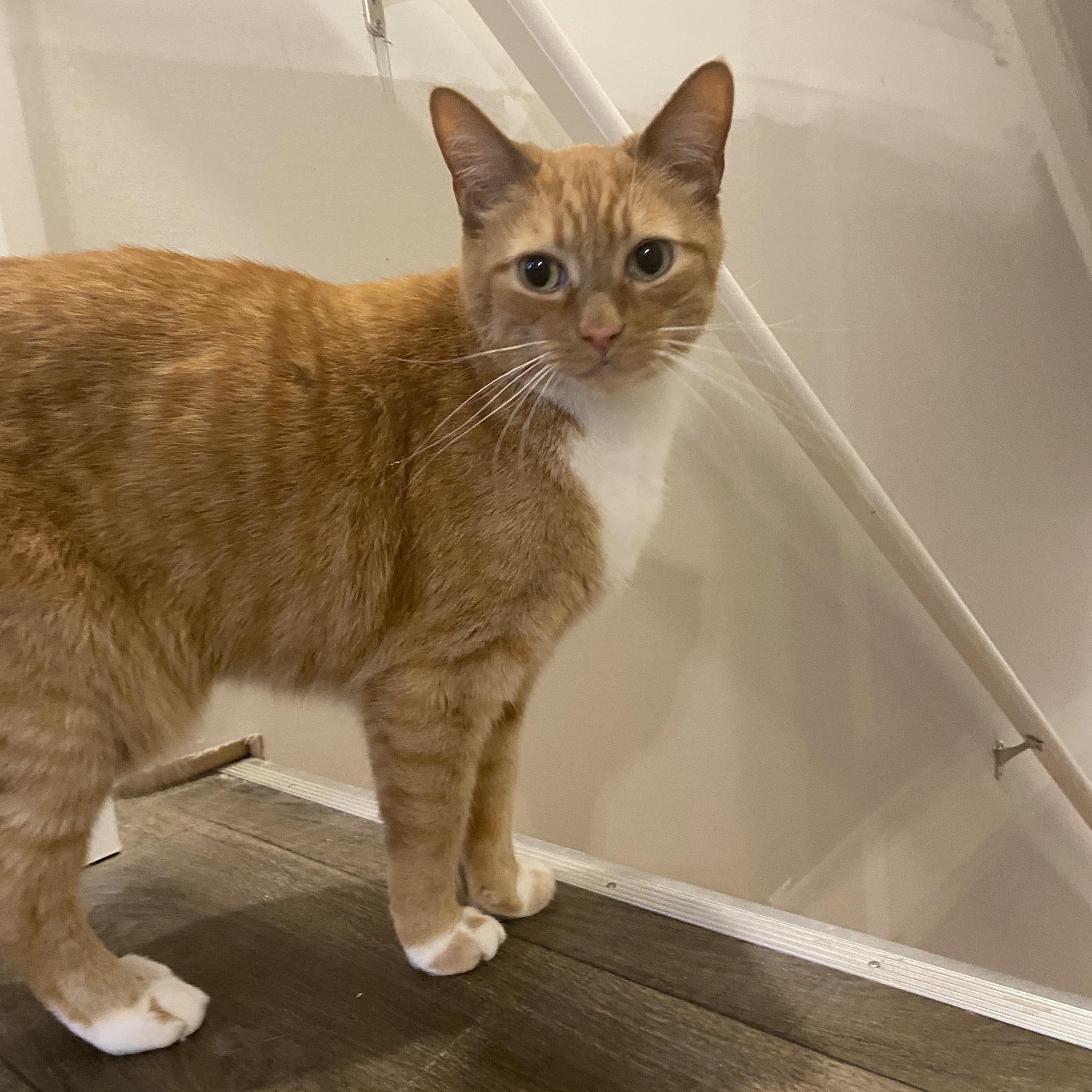 Enlarge Bobo - Bonded w/Cheeto, a ADOPTABLE Domestic Short Hair in Rockford, MI image 2/6