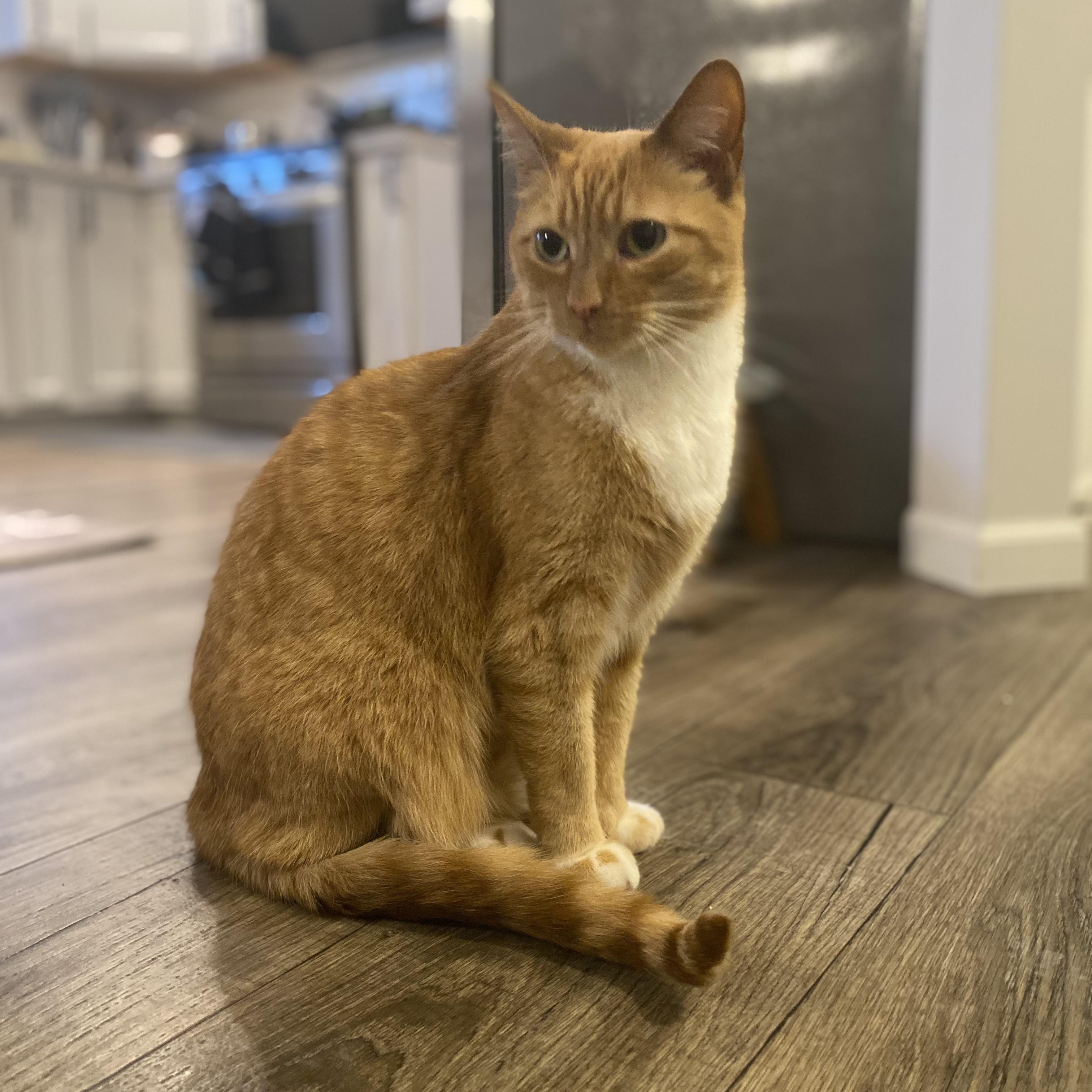 Bobo - Bonded w/Cheeto, ADOPTABLE, Adult Male Domestic Short Hair.