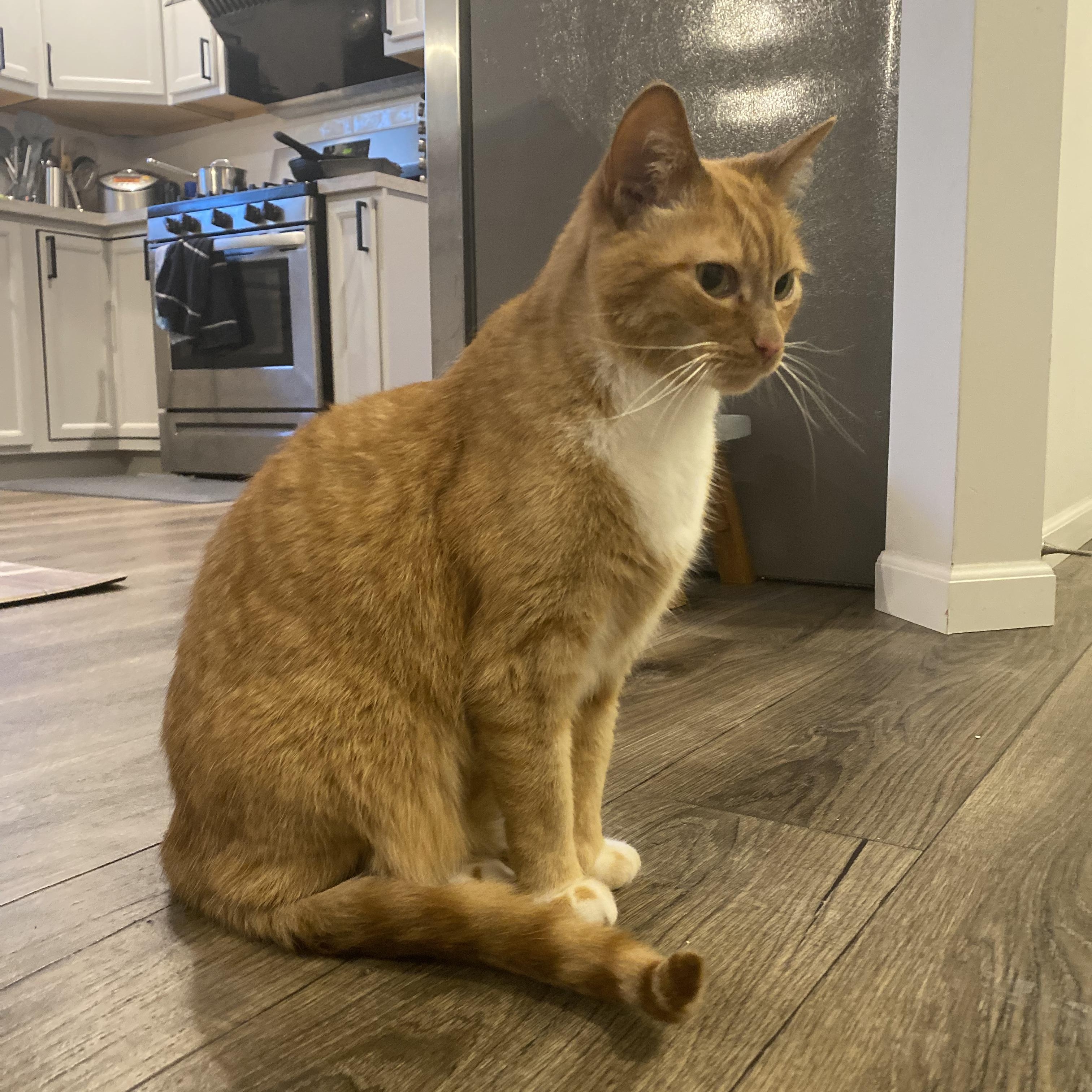 Enlarge Bobo - Bonded w/Cheeto, a ADOPTABLE Domestic Short Hair in Rockford, MI image 4/6