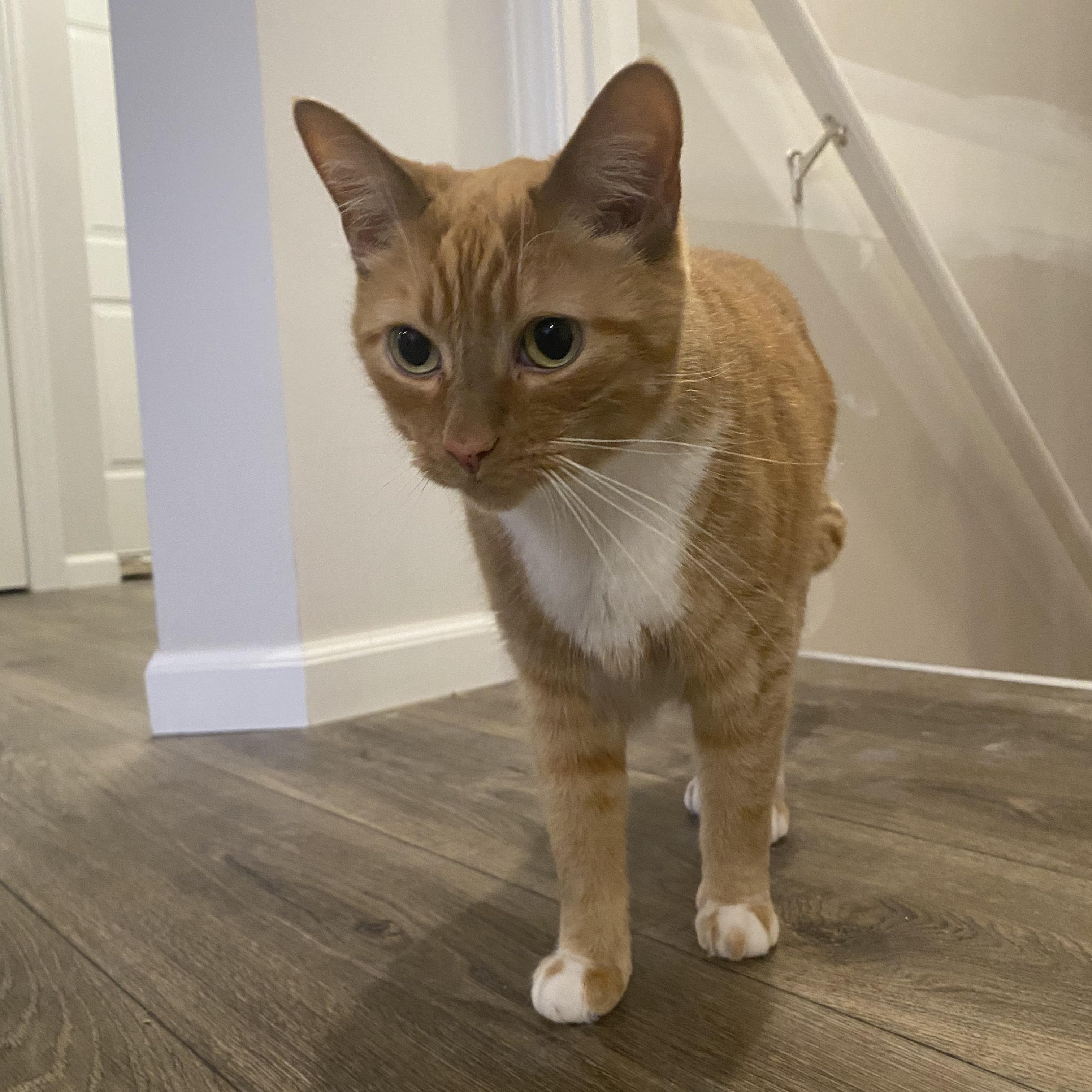 Enlarge Bobo - Bonded w/Cheeto, a ADOPTABLE Domestic Short Hair in Rockford, MI image 6/6