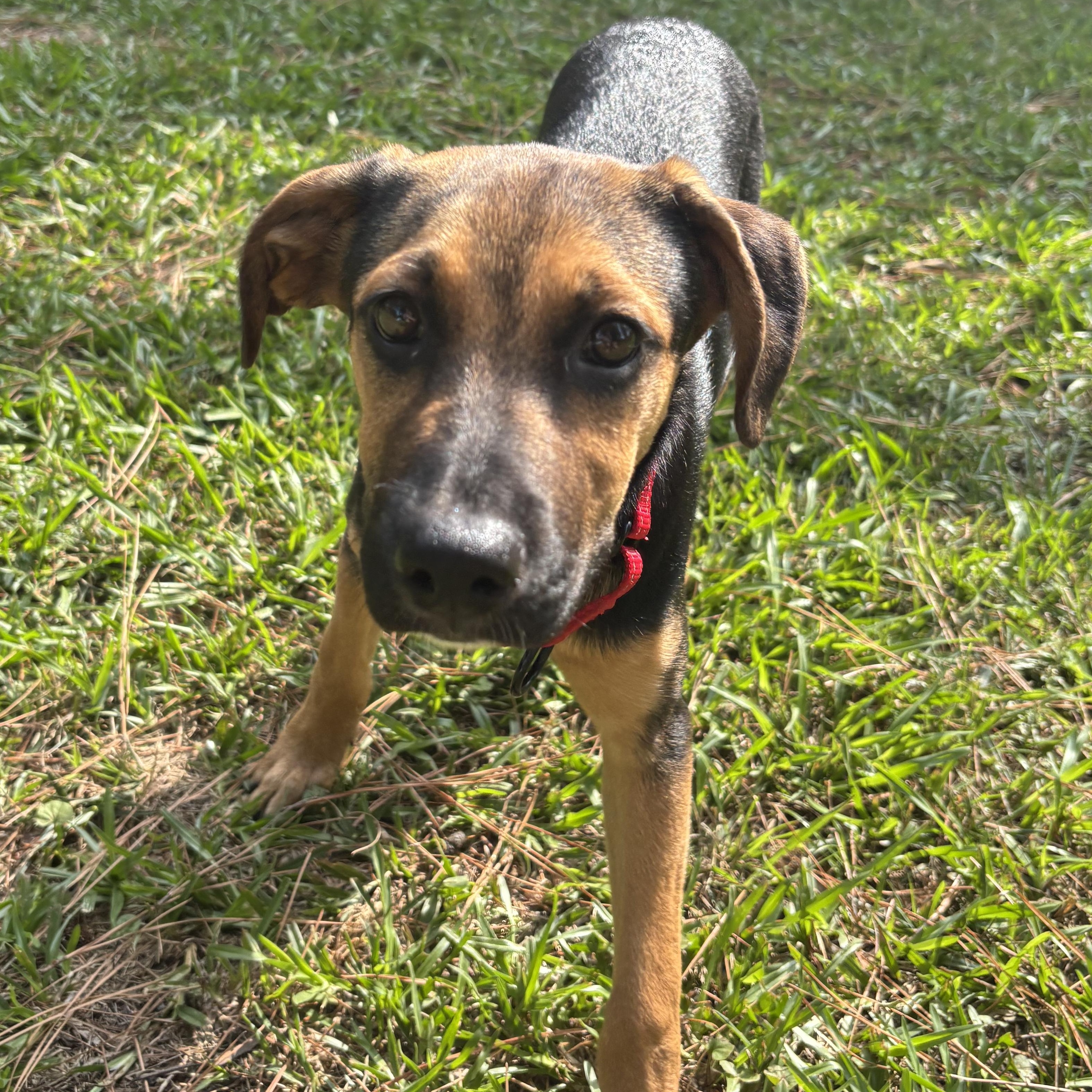 ADRIANA, ADOPTABLE, Puppy Female German Shepherd Dog.