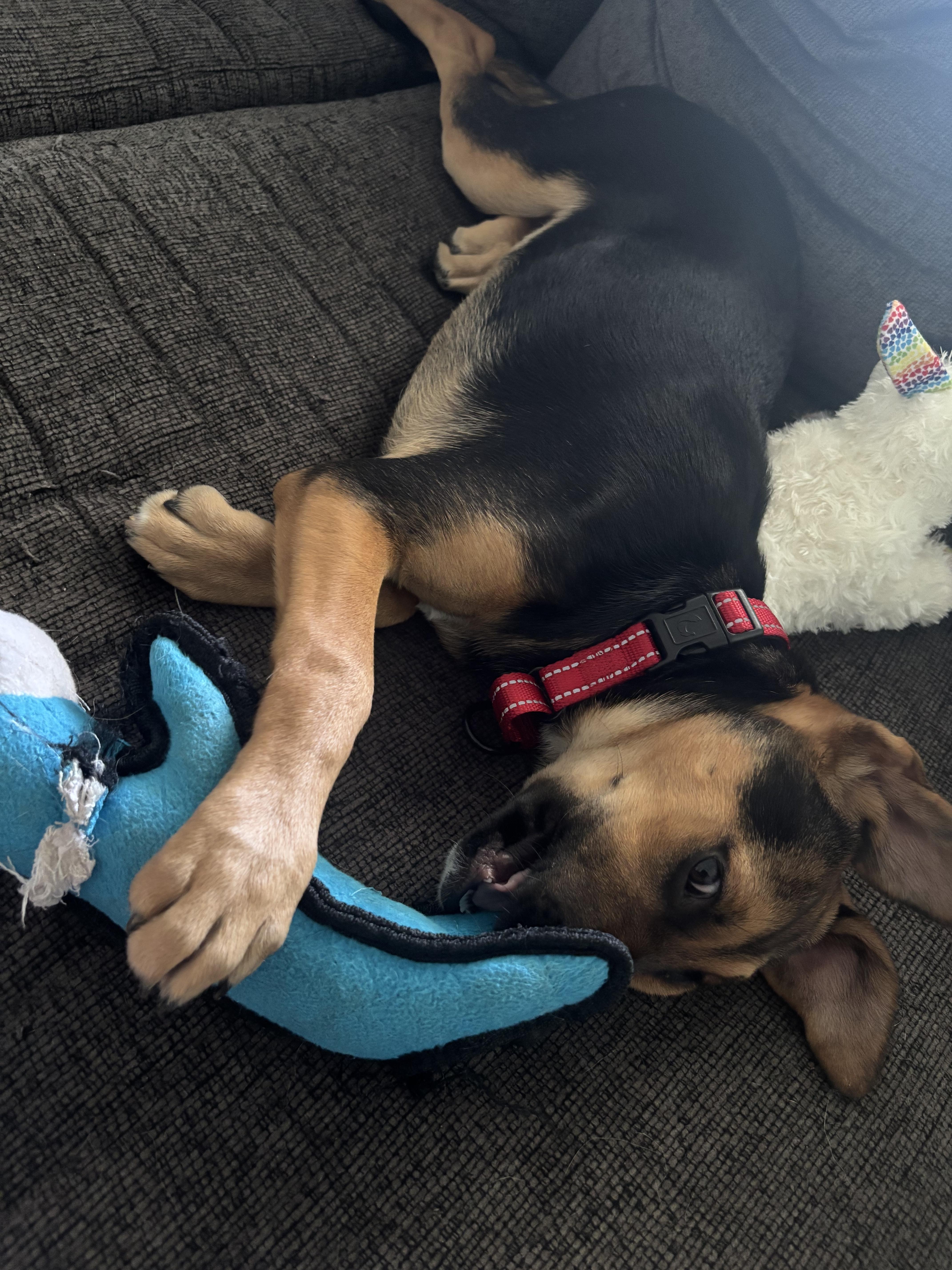 ADRIANA, a ADOPTABLE mixed breed in Fuquay Varina, NC image 3/3