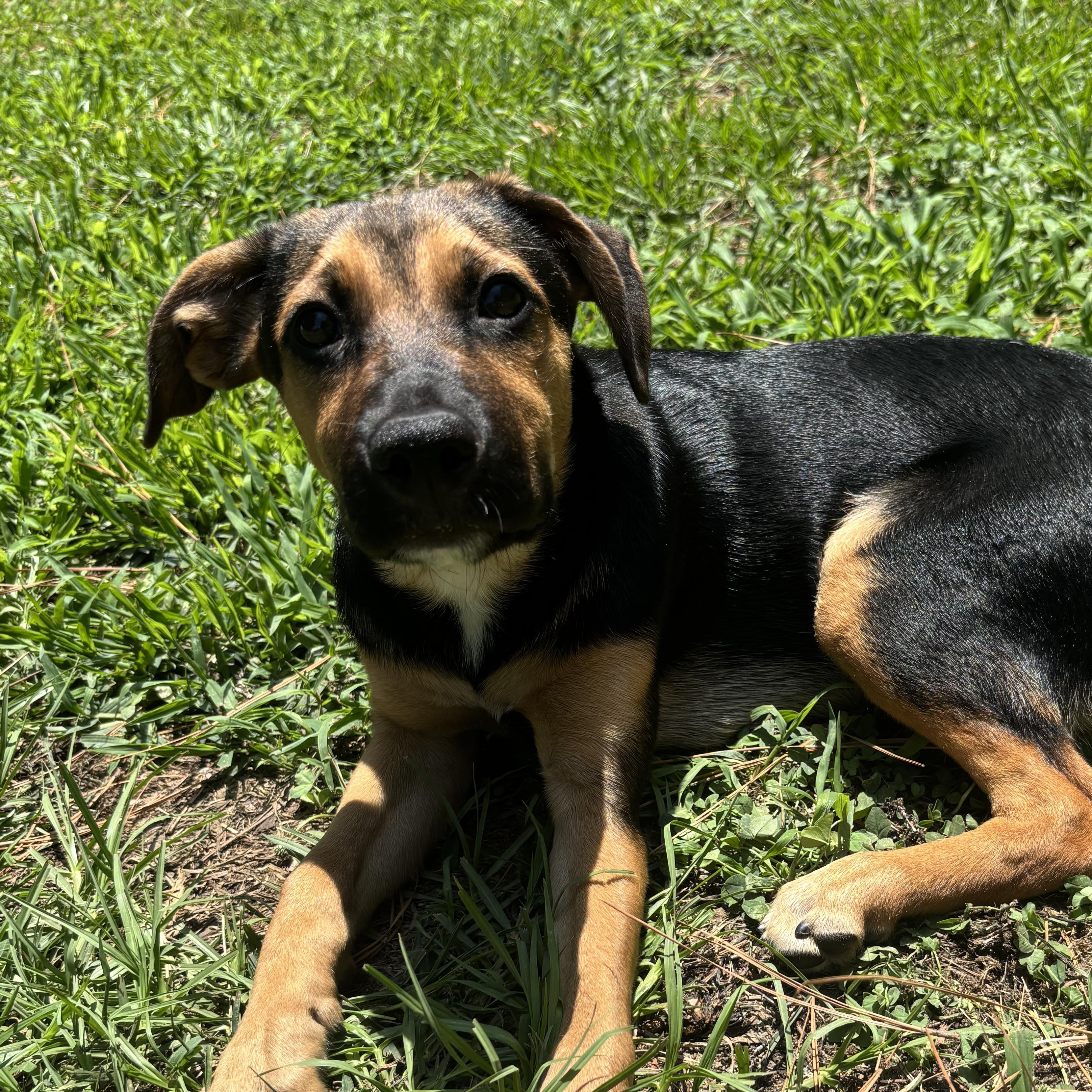ADRIANA, a ADOPTABLE mixed breed in Fuquay Varina, NC image 2/3