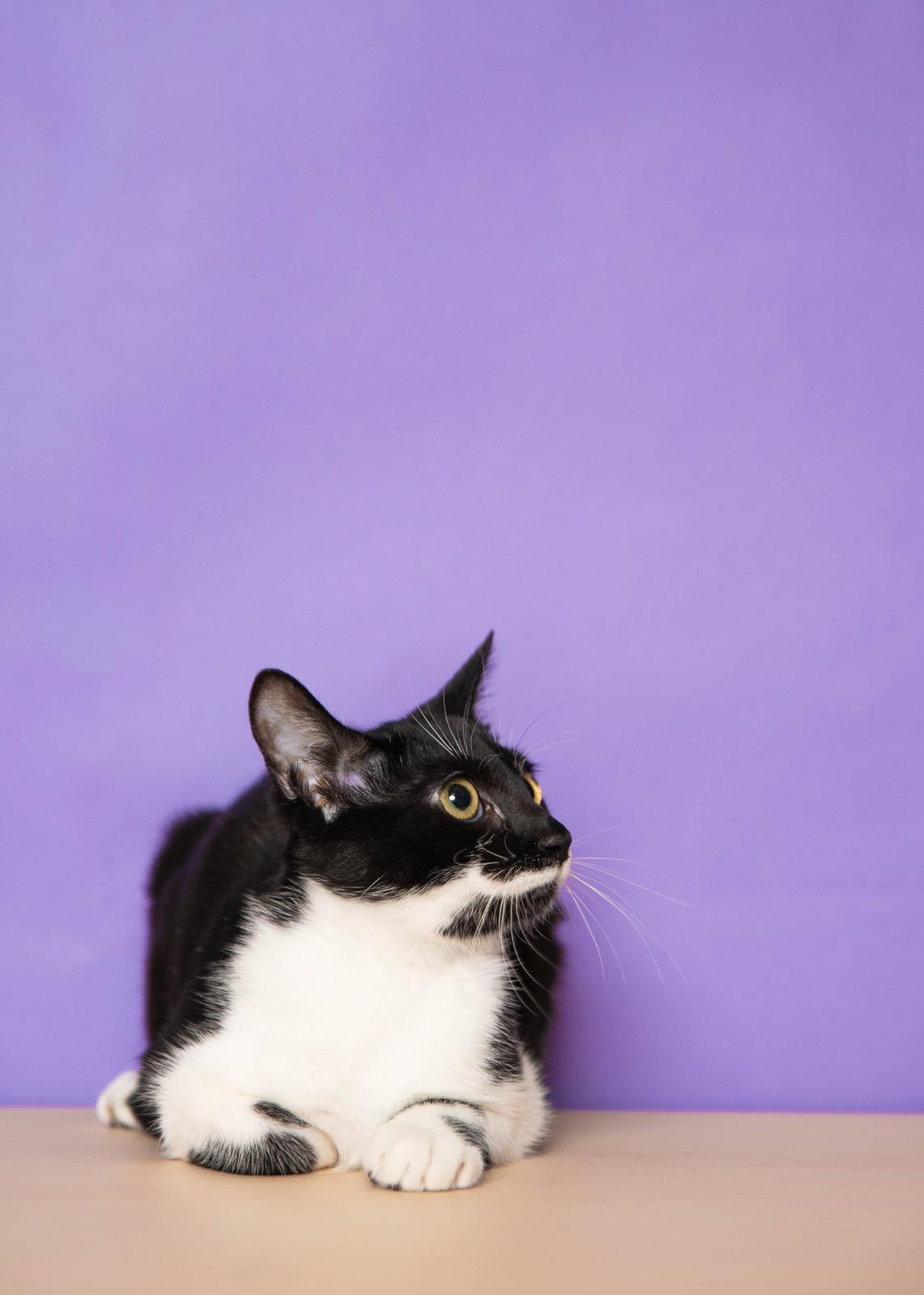 Gretel, a Adoptable Tuxedo in Sunrise, FL image 2/2