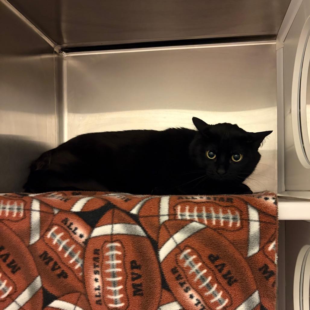 Serena, Adoptable, Senior Female Domestic Short Hair.