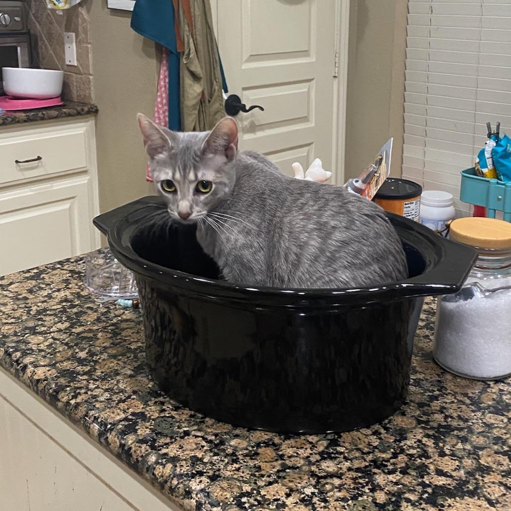 Enlarge Papa, a Adoptable Domestic Short Hair in Waco, TX image 1/3