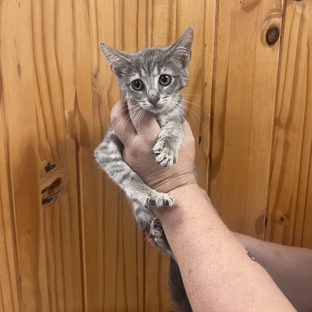 Enlarge Papa, a Adoptable Domestic Short Hair in Waco, TX image 2/3