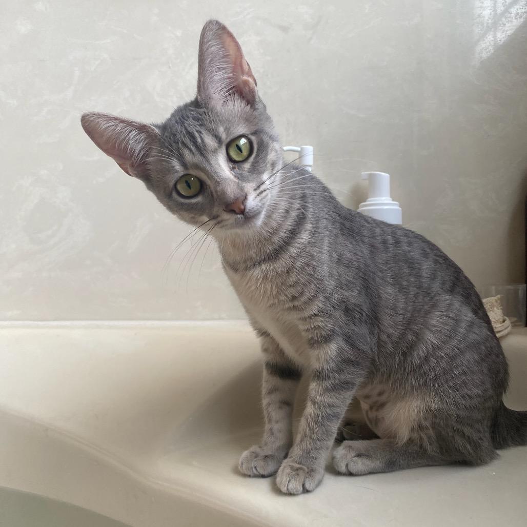 Enlarge Papa, a Adoptable Domestic Short Hair in Waco, TX image 3/3