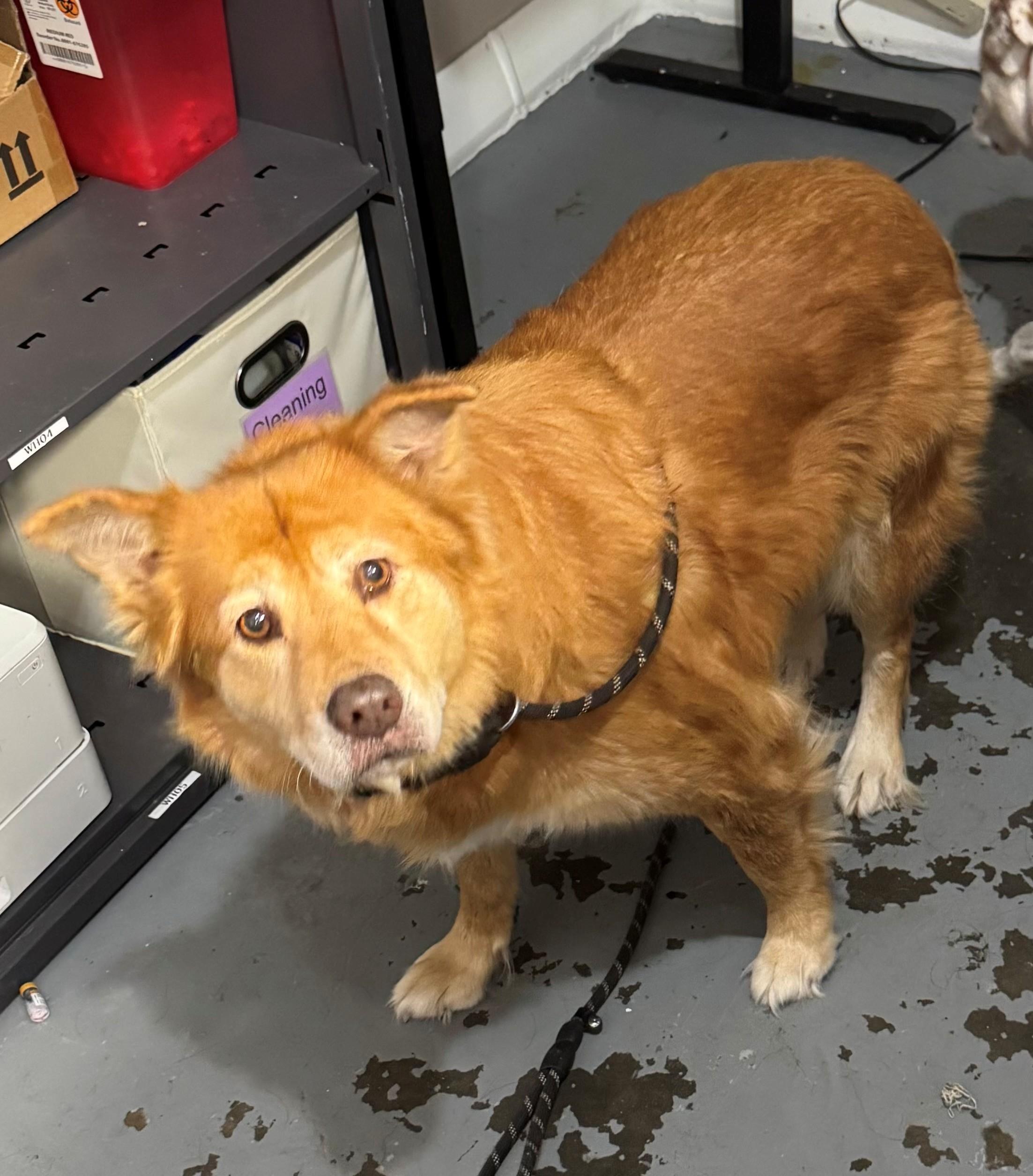 Snicker, Adoptable, Senior Female Shepherd.