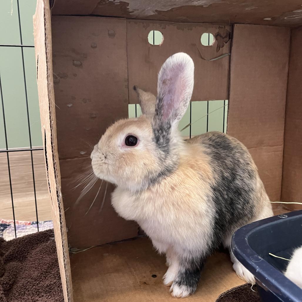 Enlarge Gwen, a Adoptable mixed breed in Bedford, NH image 2/4