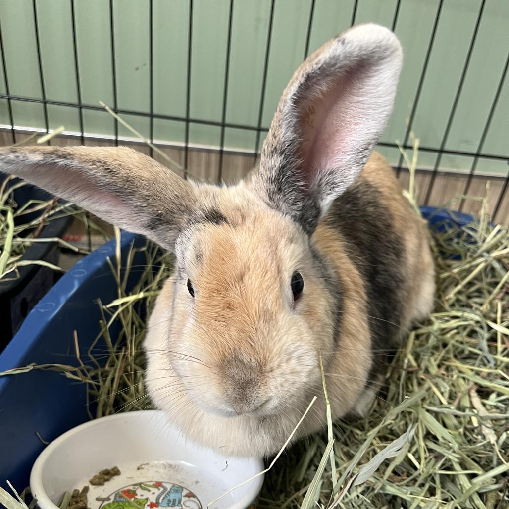 Enlarge Gwen, a Adoptable mixed breed in Bedford, NH image 4/4
