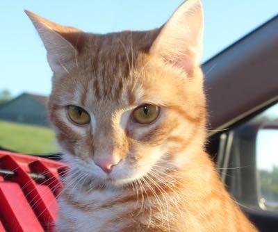 Tiberius, Adoptable, Young Male Tabby.