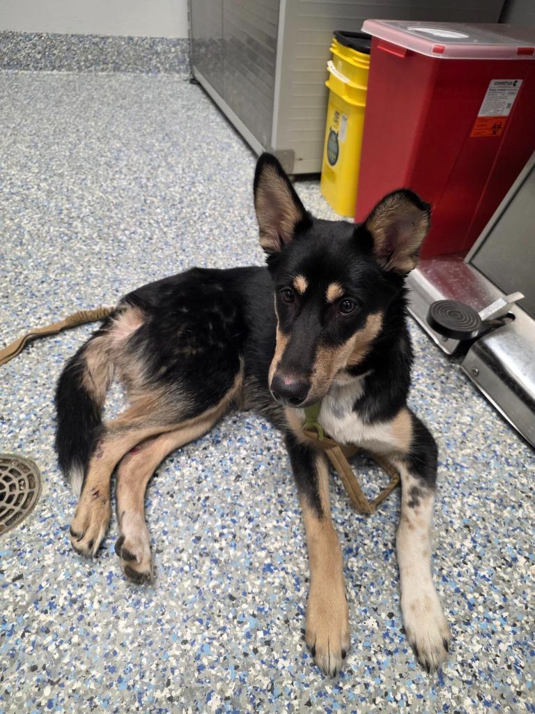 Zara, Adoptable, Puppy Female German Shepherd Dog.