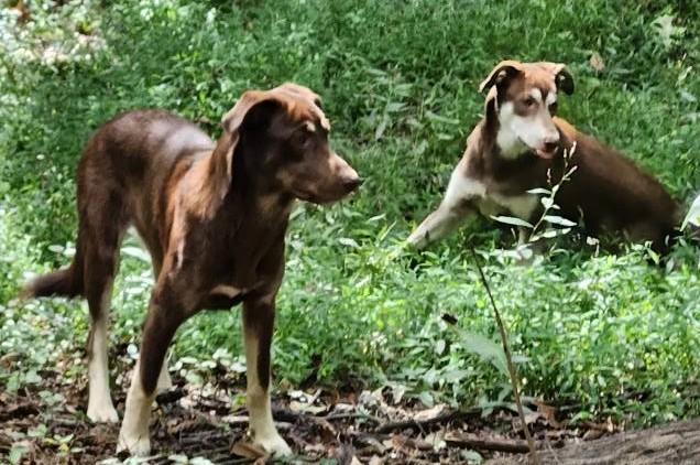 Memphis & Montana - PRECIOUS!