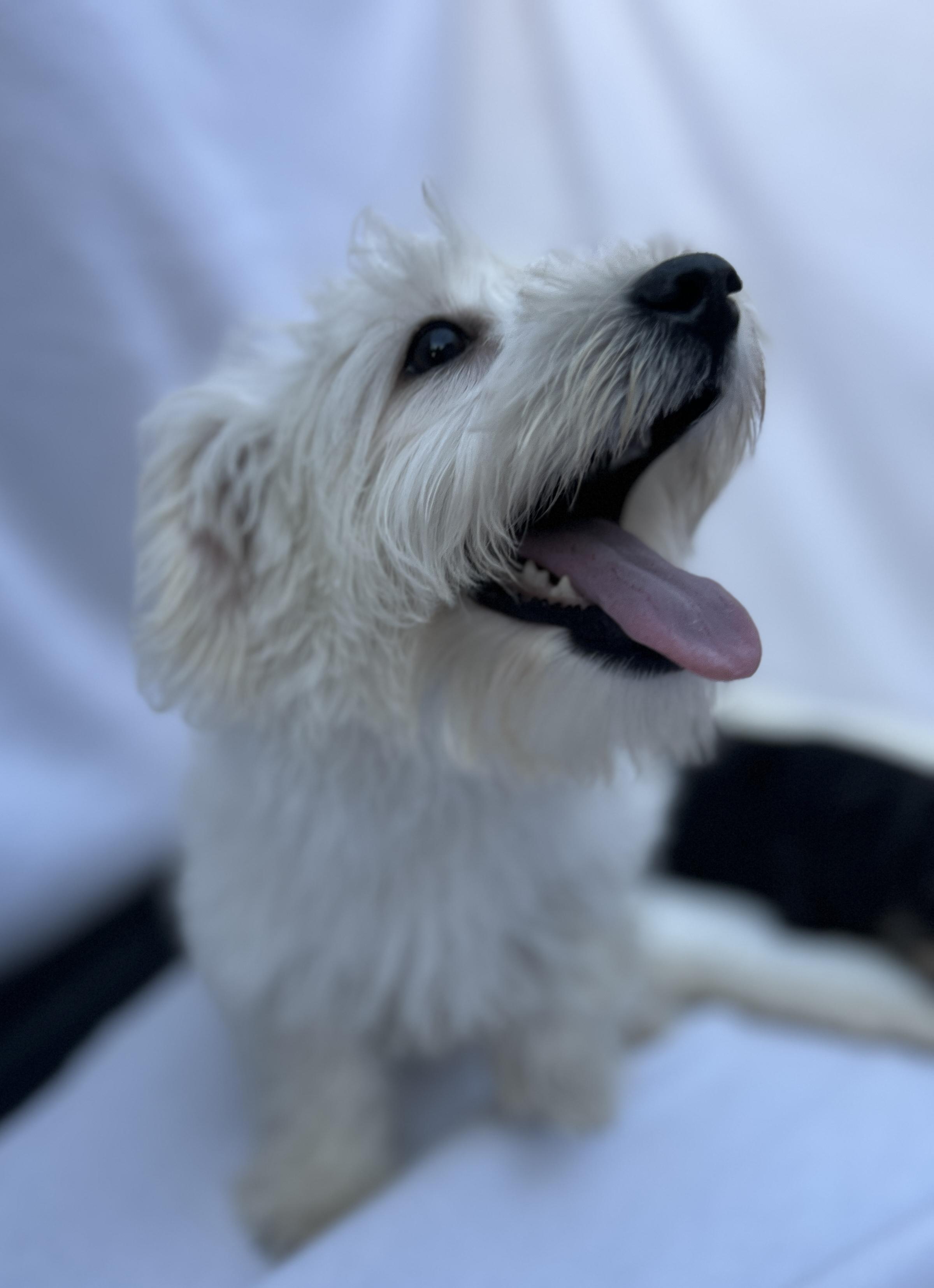 Enlarge Remie, an adopted mixed breed in Hawthorne, CA image 4/6