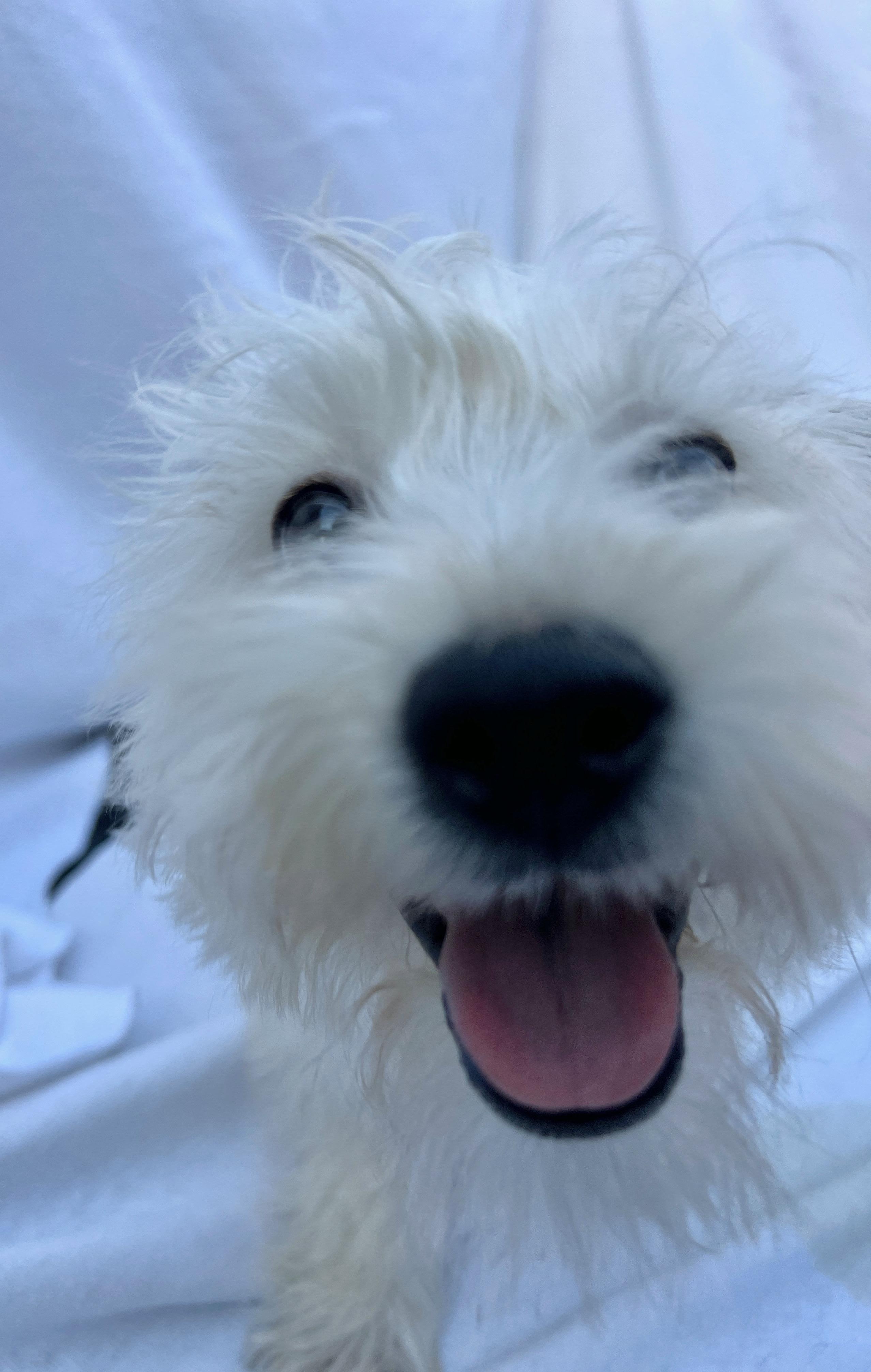 Enlarge Remie, an adopted mixed breed in Hawthorne, CA image 2/6