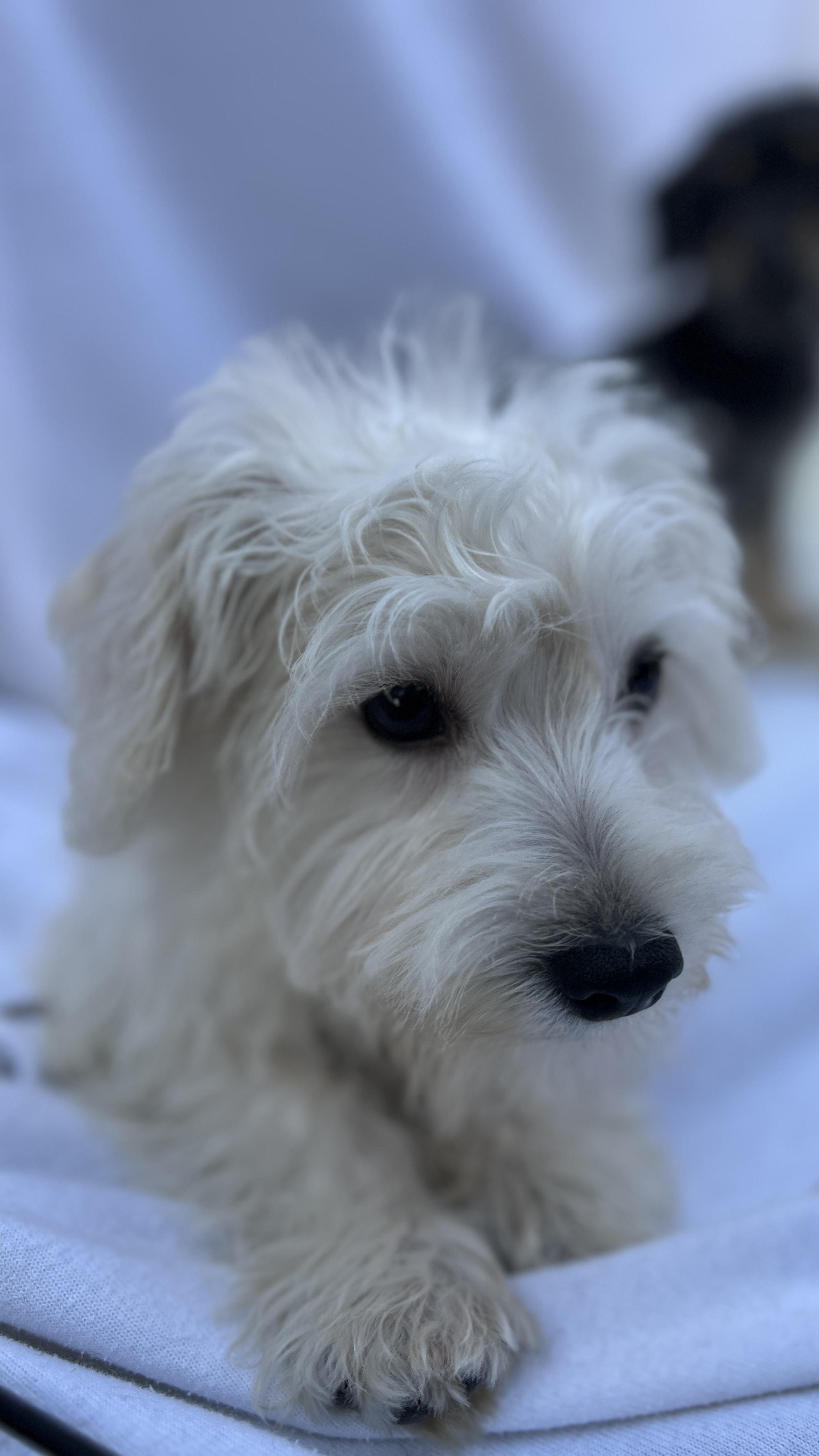 Enlarge Remie, an adopted mixed breed in Hawthorne, CA image 5/6