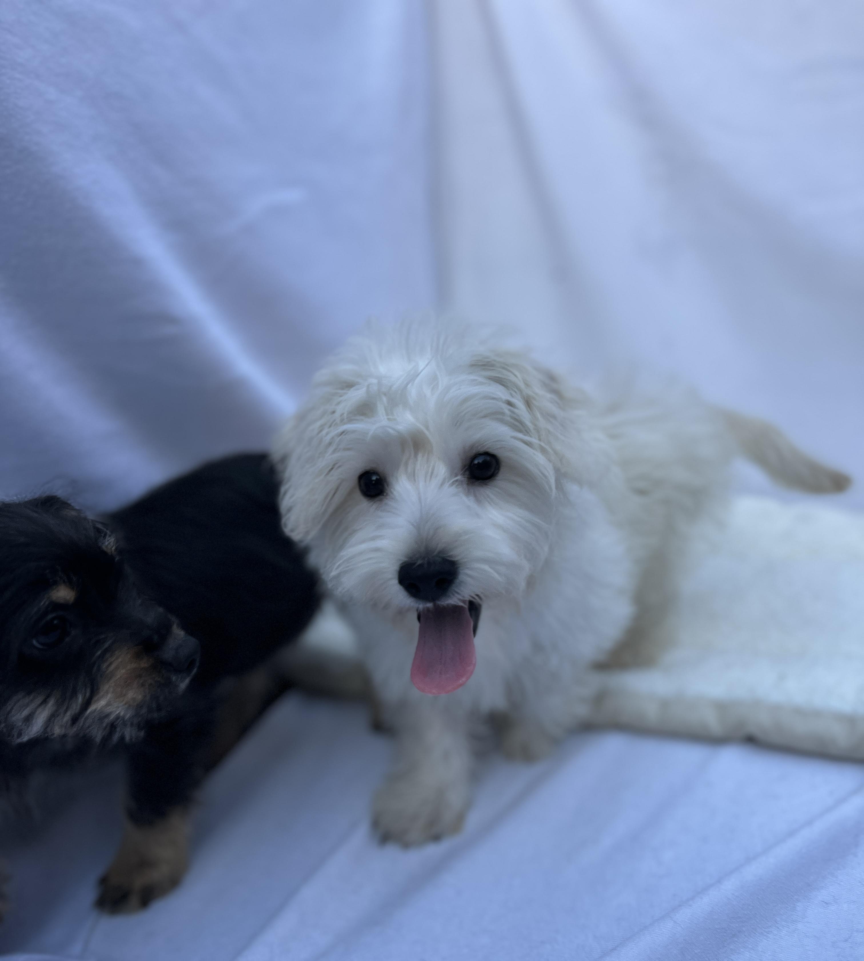 Enlarge Remie, an adopted mixed breed in Hawthorne, CA image 3/6