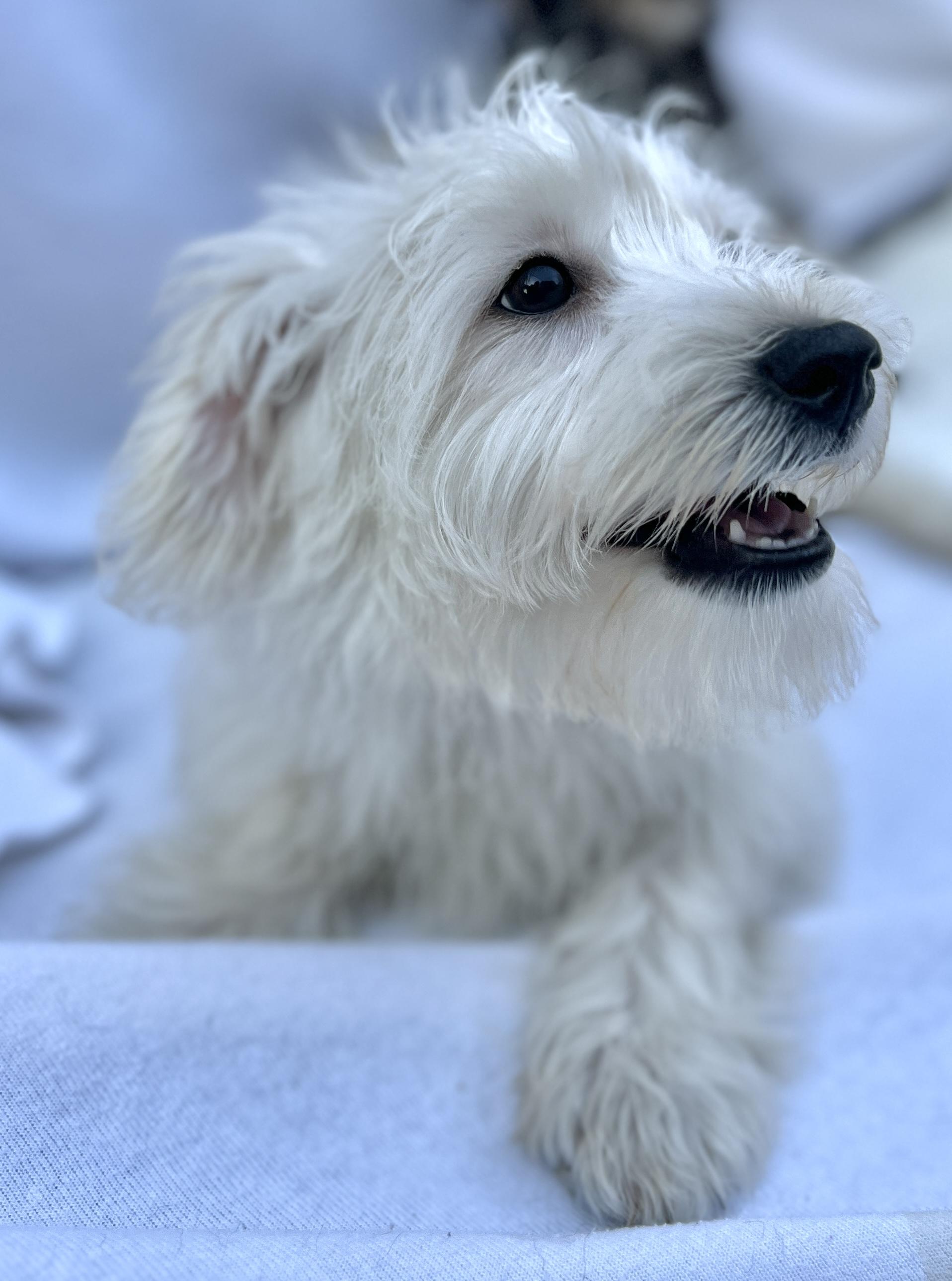 Enlarge Remie, an adopted mixed breed in Hawthorne, CA image 6/6