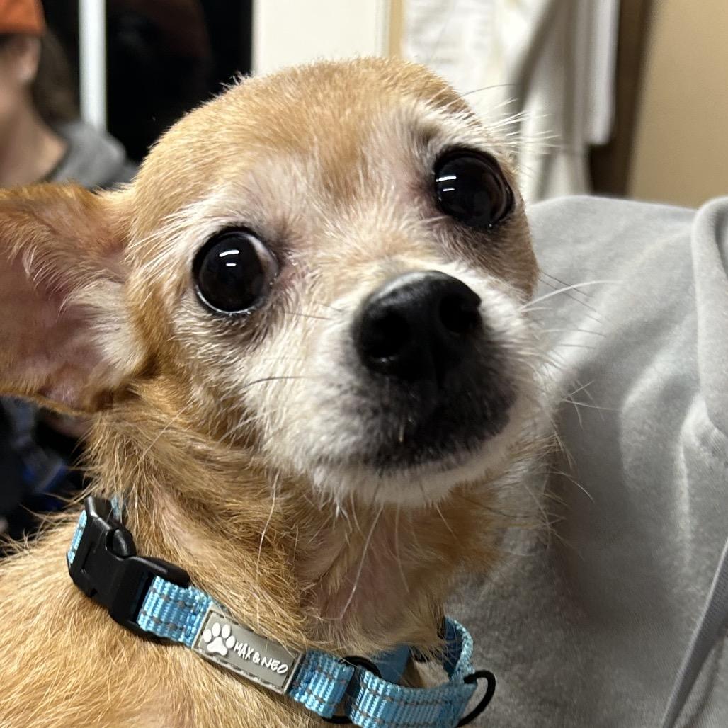 Enlarge Donna Mae, a Adoptable mixed breed in Rockville, MD image 1/1