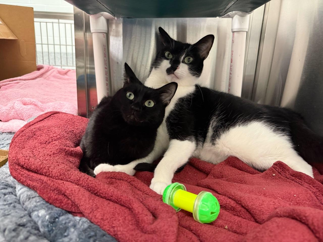 Enlarge MARA, a Adoptable Domestic Short Hair in Raleigh, NC image 1/3