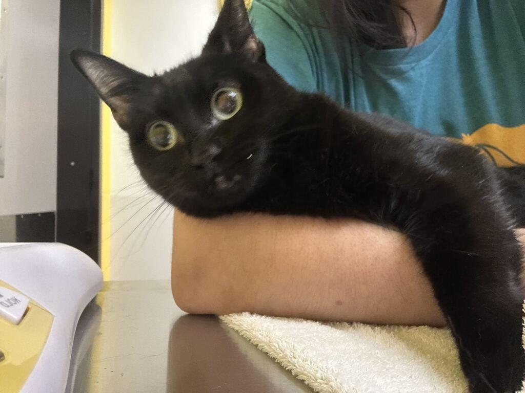 Enlarge MARA, a Adoptable Domestic Short Hair in Raleigh, NC image 3/3