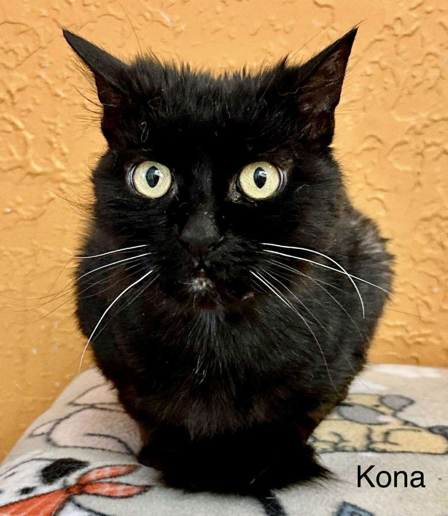 Kona, Adoptable, Young Female Domestic Long Hair.