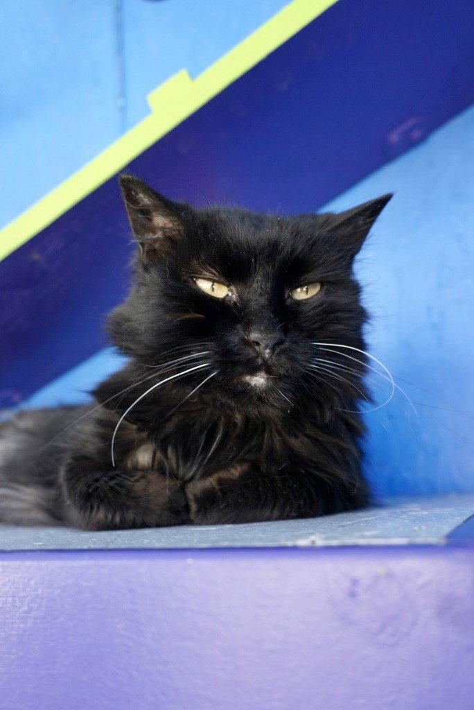 Kona, Adoptable, Young Female Domestic Long Hair.