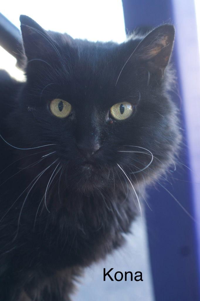 Enlarge Kona, a Adoptable Domestic Long Hair in Saint George, UT image 1/3