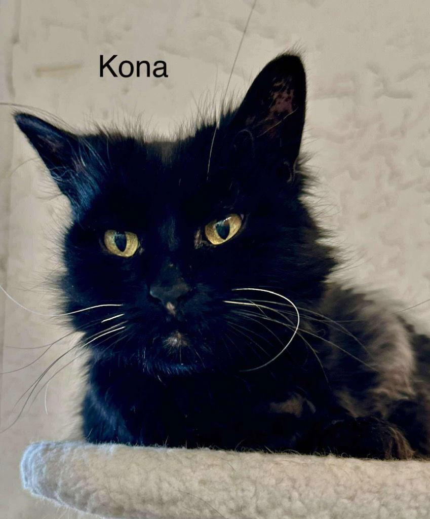 Enlarge Kona, a Adoptable Domestic Long Hair in Saint George, UT image 2/3