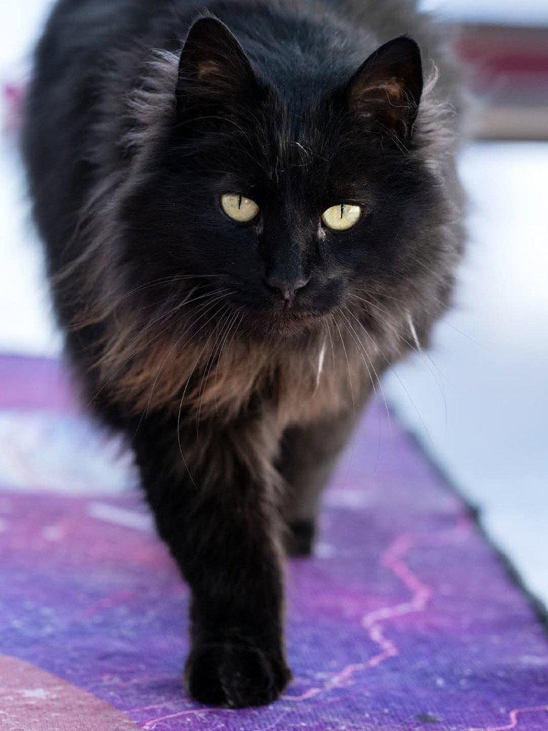 Enlarge Kona, a Adoptable Domestic Long Hair in Saint George, UT image 2/3