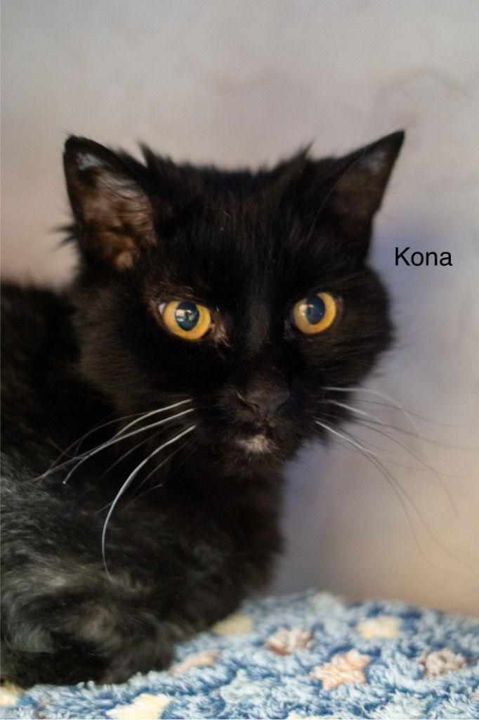 Enlarge Kona, a Adoptable Domestic Long Hair in Saint George, UT image 2/3