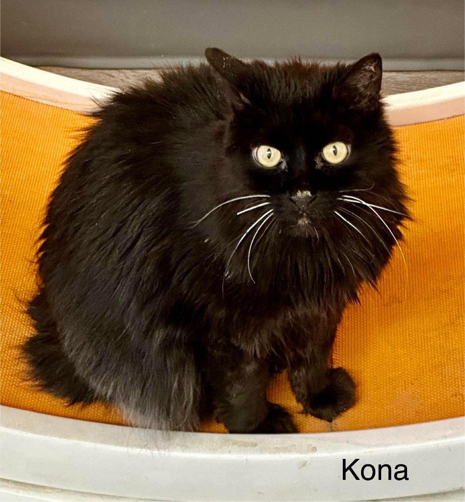 Enlarge Kona, a Adoptable Domestic Long Hair in Saint George, UT image 3/3