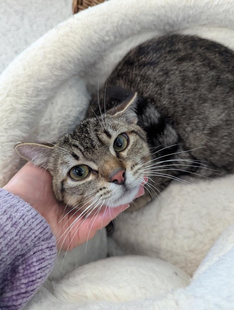 Eros, Adoptable, Kitten Male Domestic Short Hair.