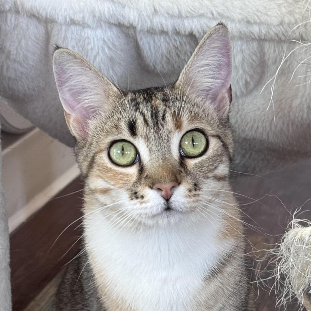Barb, a Adoptable Domestic Short Hair in Chapel Hill, NC image 2/6