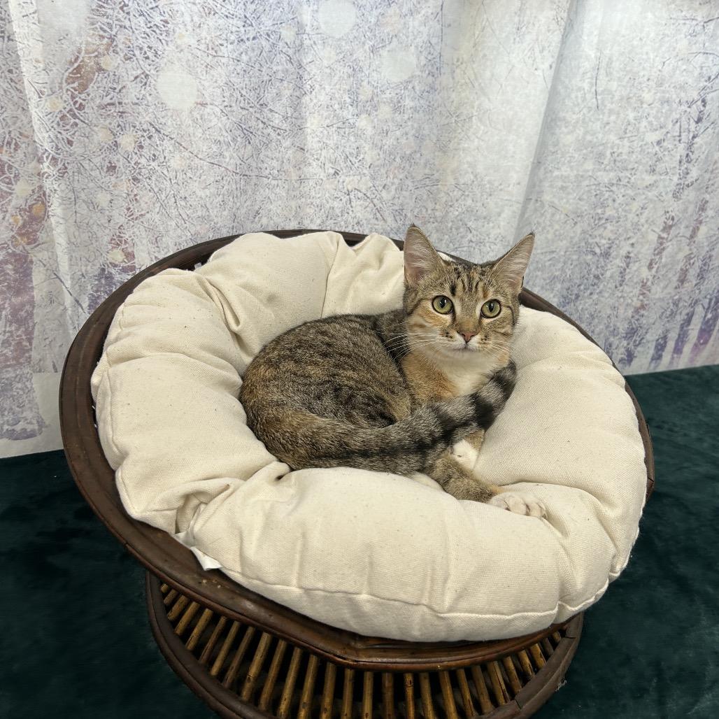 Barb, a Adoptable Domestic Short Hair in Chapel Hill, NC image 3/6