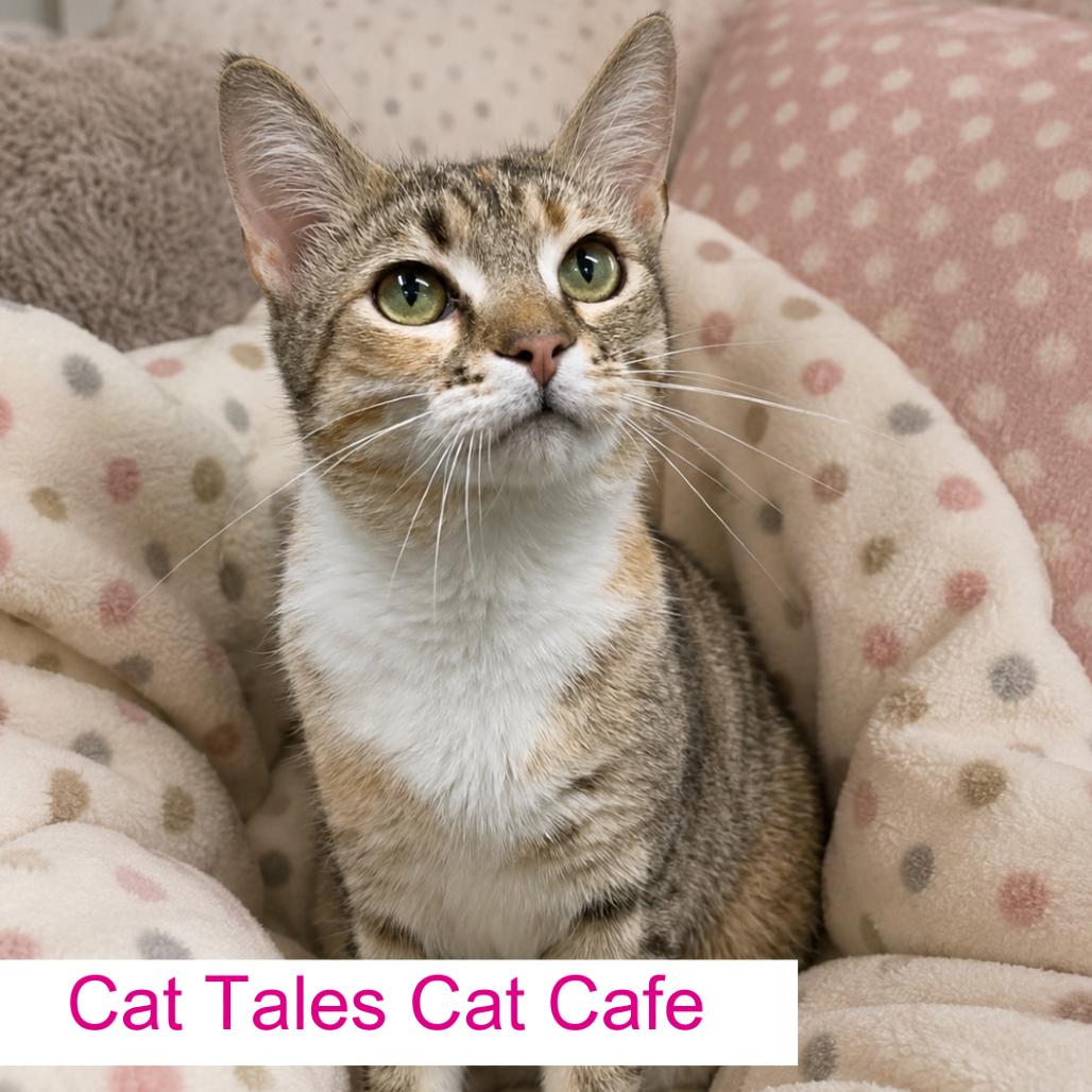 Barb, a Adoptable Domestic Short Hair in Chapel Hill, NC image 6/6