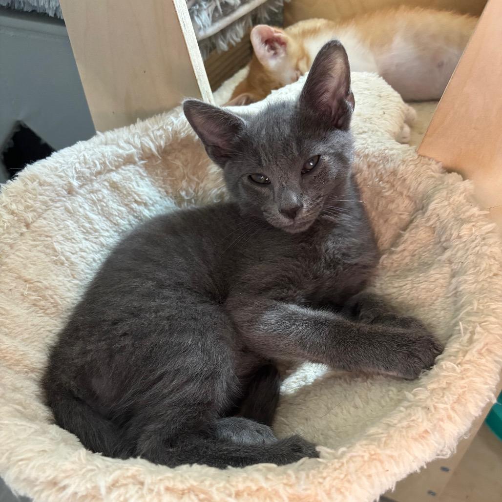 Arugula, Adoptable, Kitten Male Domestic Short Hair.