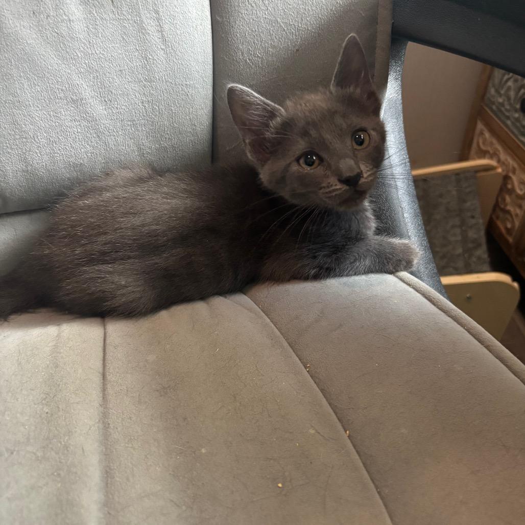 Arugula, a Adoptable Domestic Short Hair in Bulverde, TX image 2/3
