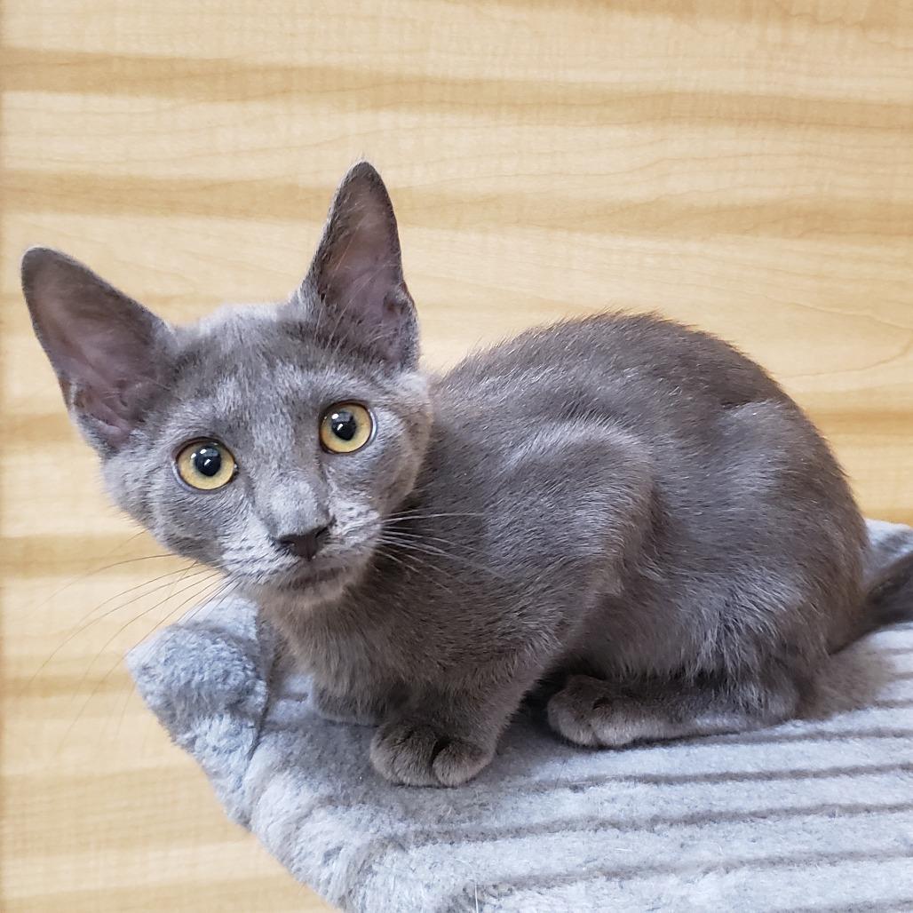 Arugula, a Adoptable Domestic Short Hair in Bulverde, TX image 3/3