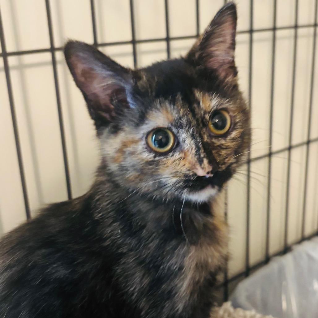 Plum, Adoptable, Kitten Female Domestic Short Hair.